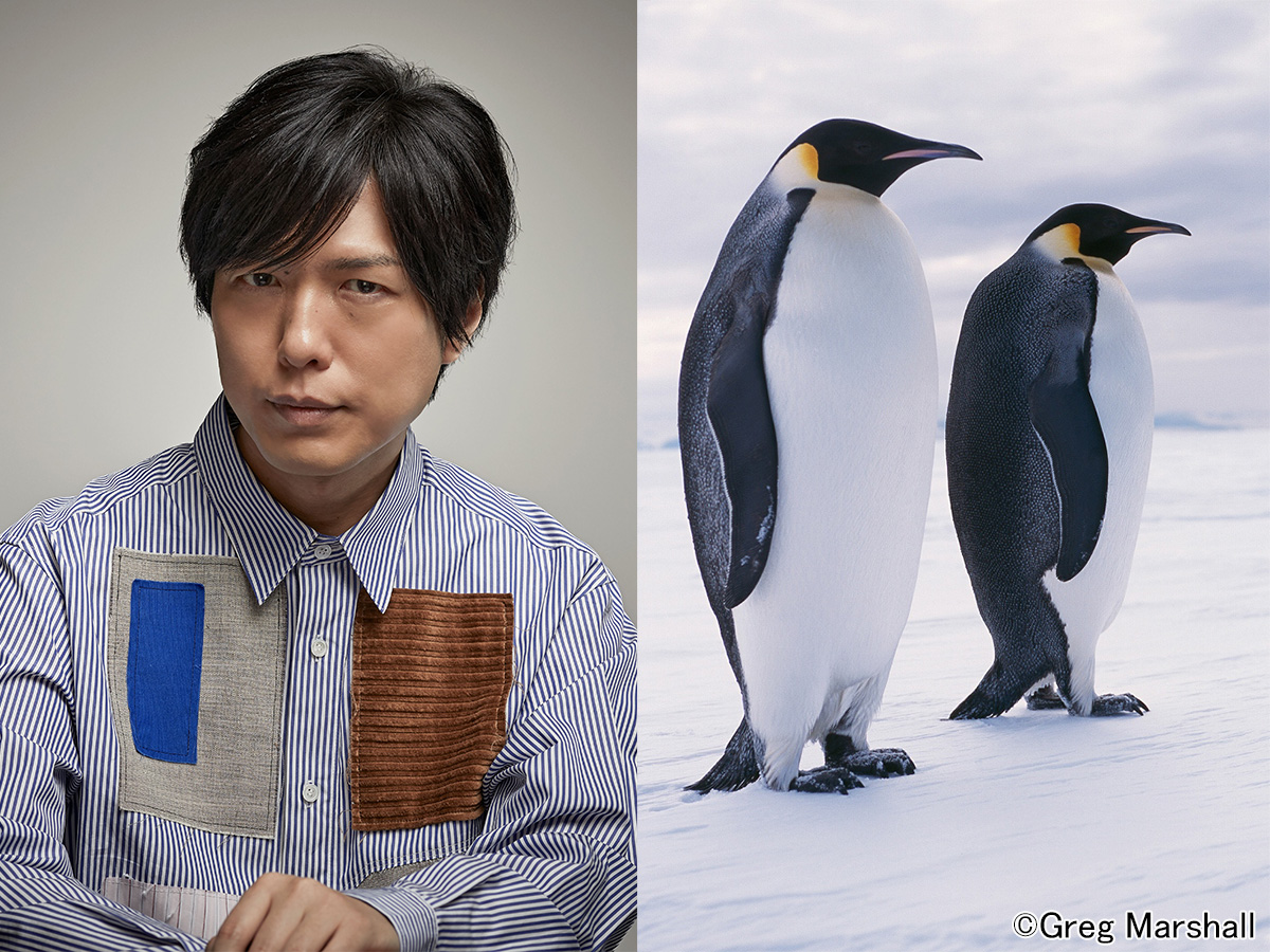 神谷浩史が子育てをするペンギンたちの姿をナレーションとともに温かく見守る 芸能人 著名人のニュースサイト ホミニス