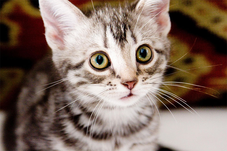 小泉今日子が猫のグーグーと暮らす漫画家を穏やかに好演した