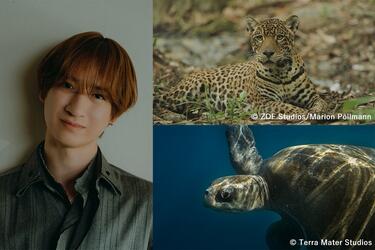 宮田俊哉(Kis-My-Ft2)が2頭のジャガーの物語を情感豊かに語る！『ヤング・ジャガー：ジャングル王への道』『ジャガーとウミガメの物語：熱帯林の守護神』で見せるナレーションの妙