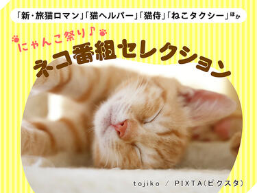 「旅猫ロマン」「猫侍(<strong>北村一輝</strong>主演)」など2月はネコに浸ろう♪ カワイイが大渋滞の「ネコ番組セレクション」